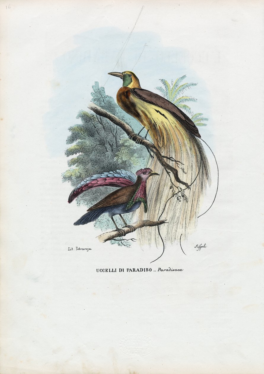 Paradijsvogel, 1863-79 door Raimundo Petraroja