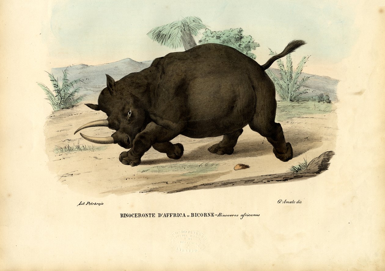 Zwarte neushoorn, 1863-79 door Raimundo Petraroja