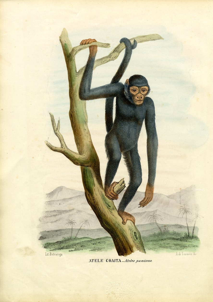 Zwarte Spinaap, 1863-79 door Raimundo Petraroja
