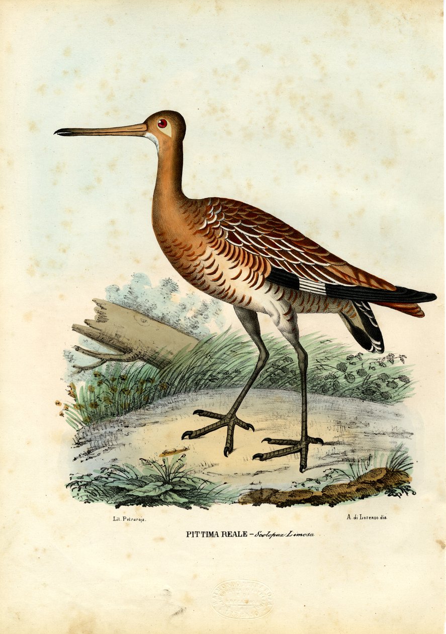 Zwarte ruiter, 1863-79 door Raimundo Petraroja