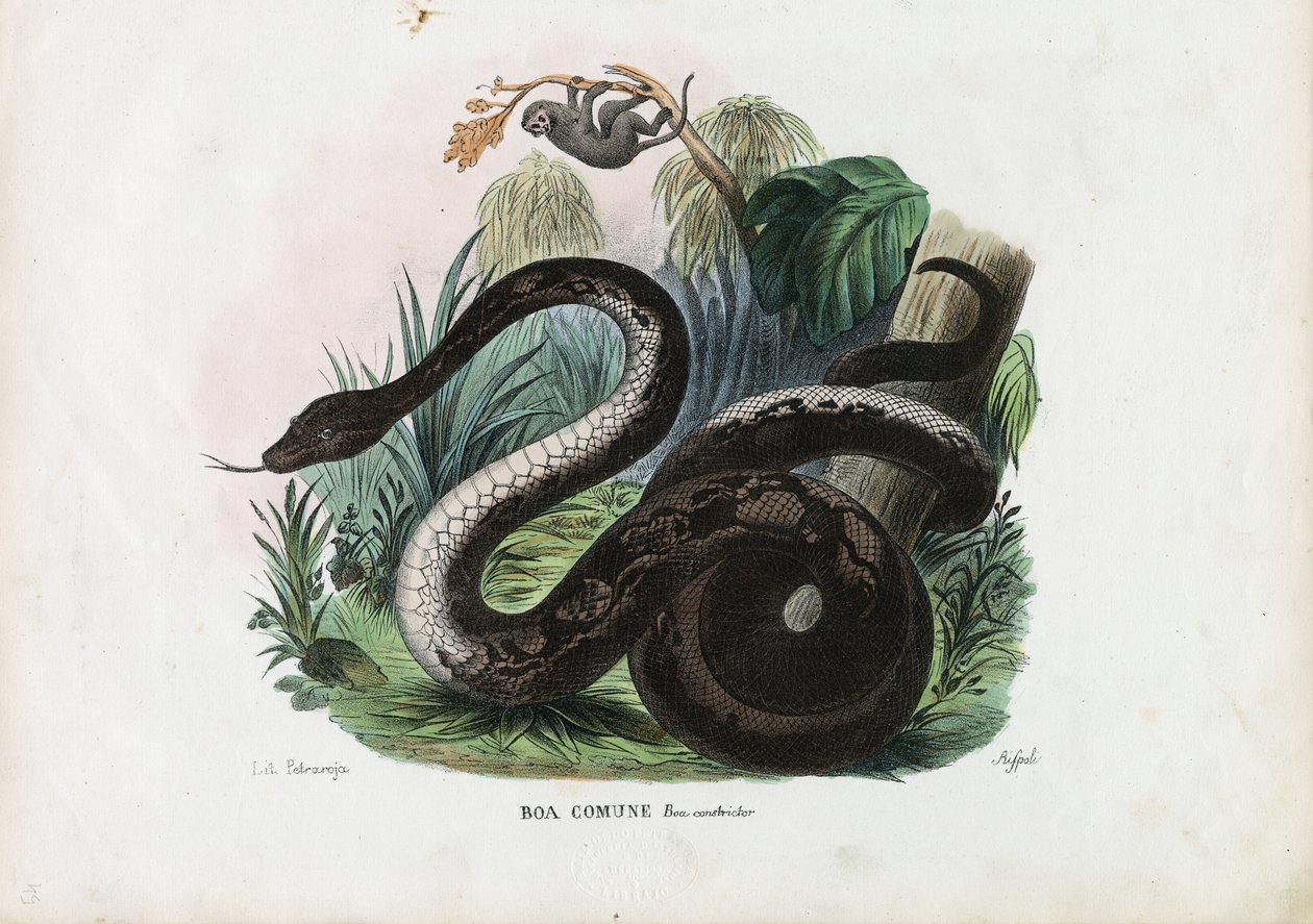 Boa Constrictor, 1863-79 door Raimundo Petraroja