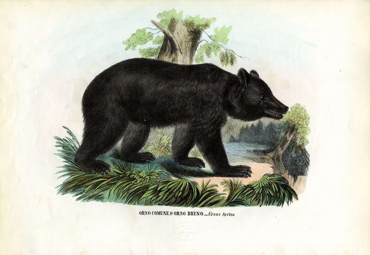 Bruine beer, 1863-79 door Raimundo Petraroja