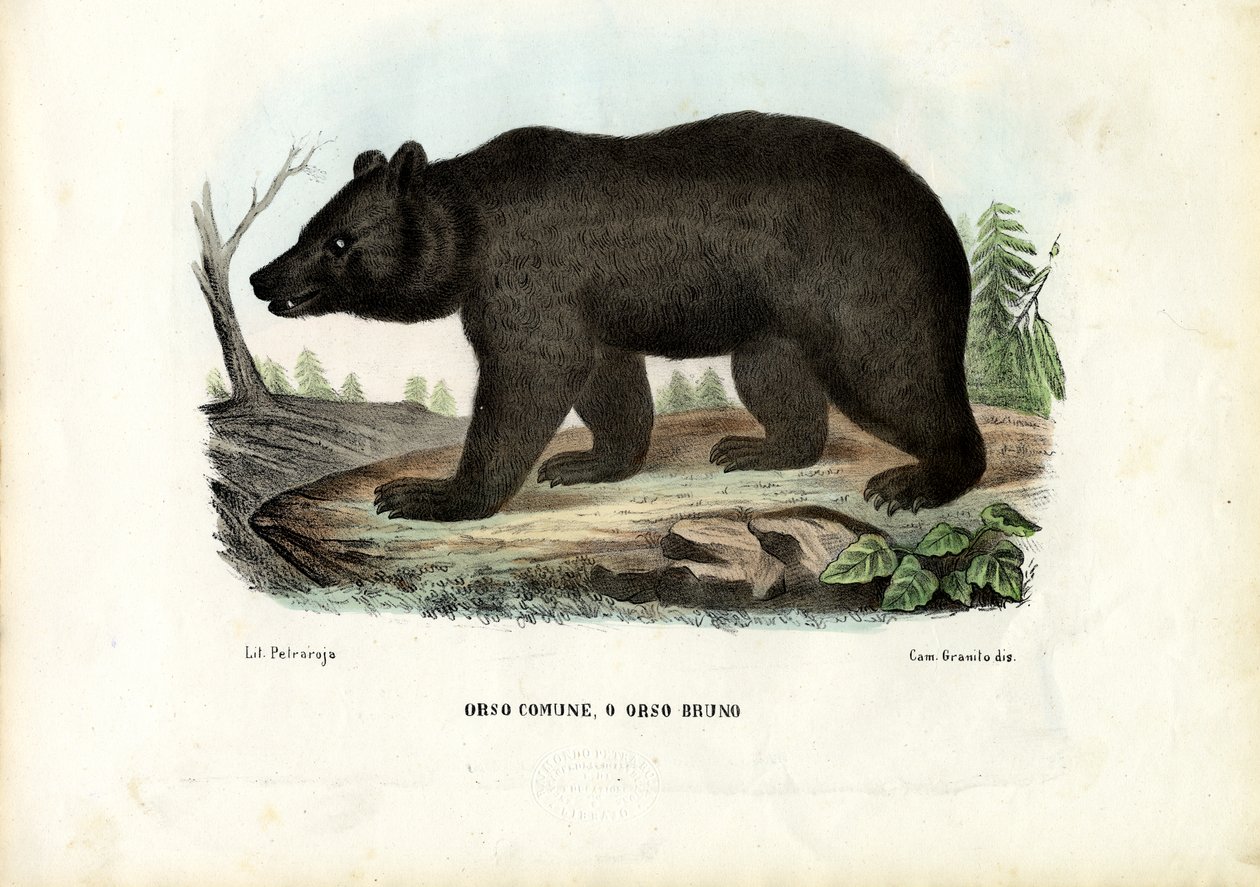 Bruine beer, 1863-79 door Raimundo Petraroja