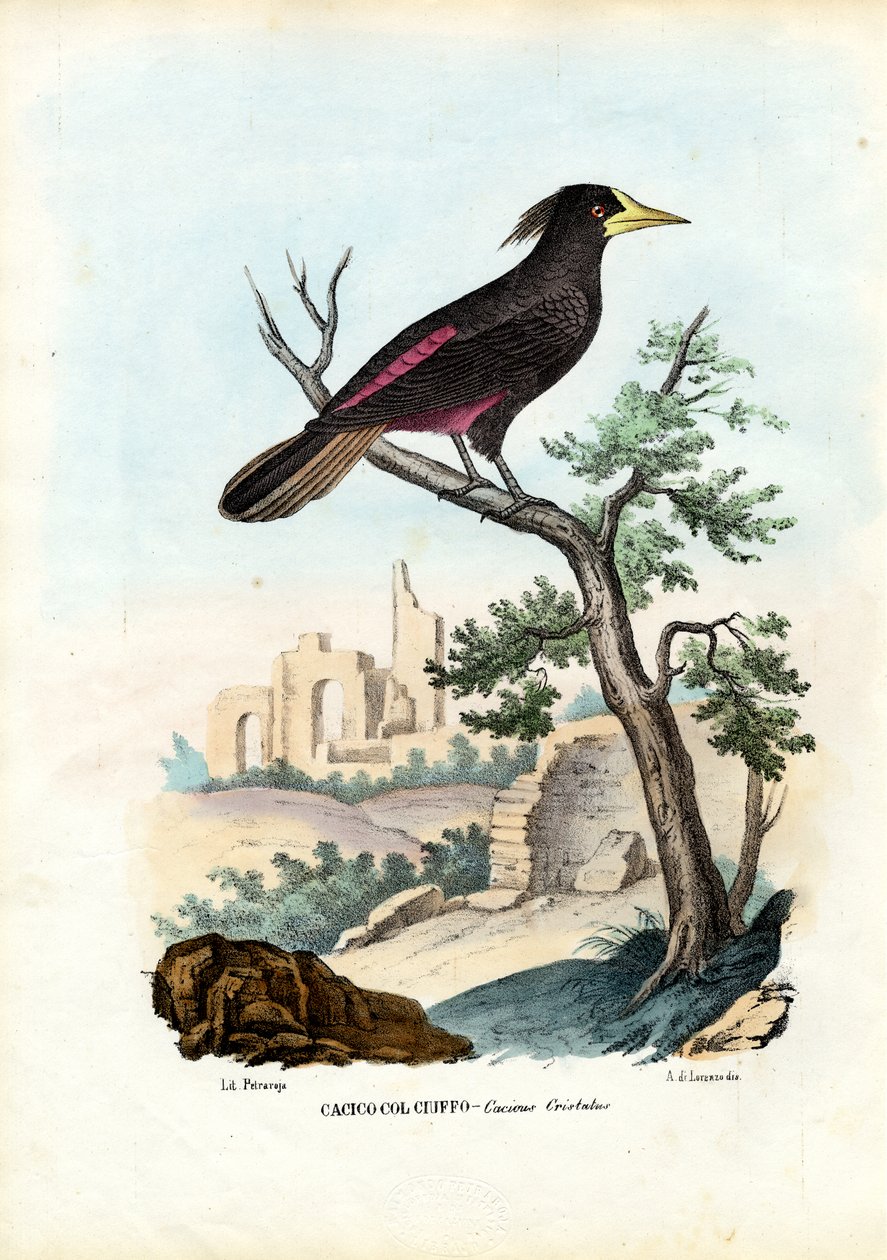 Cacique, 1863-79 door Raimundo Petraroja
