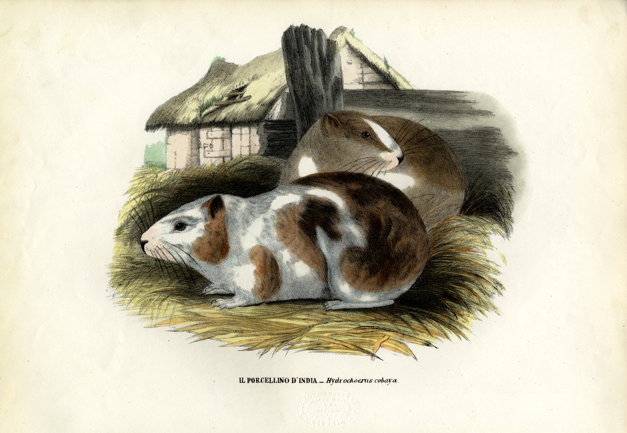 Cavia, 1863-79 door Raimundo Petraroja