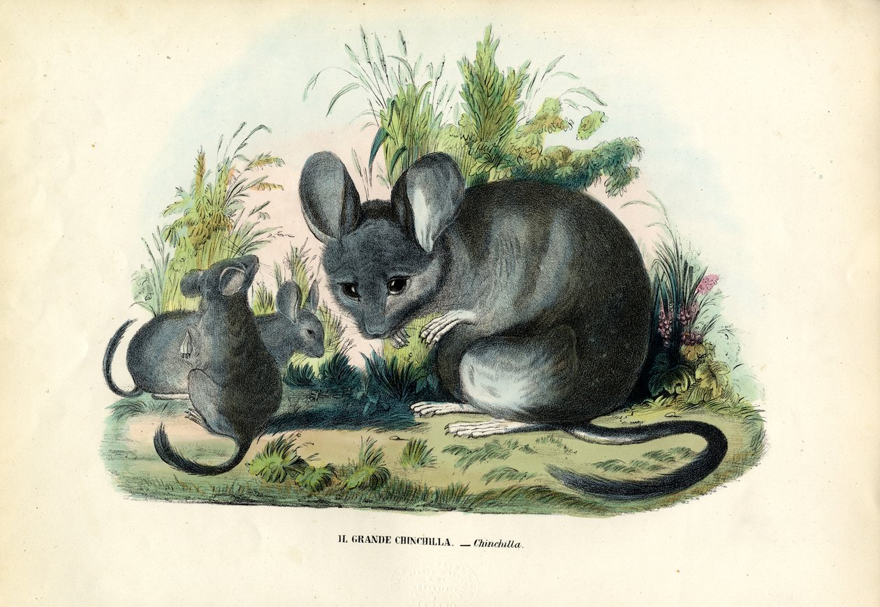 Chinchilla, 1863-79 door Raimundo Petraroja