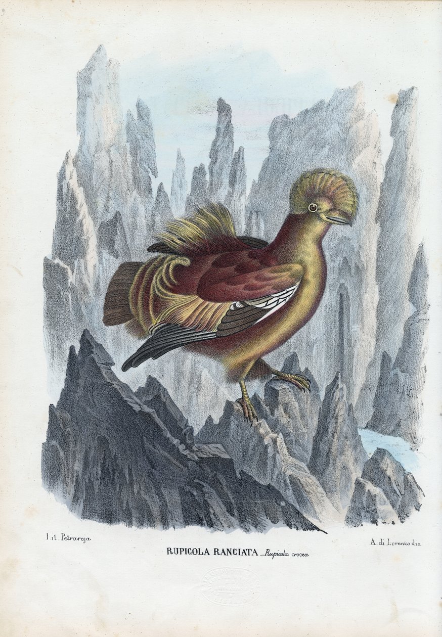 Rotshaan, 1863-79 door Raimundo Petraroja