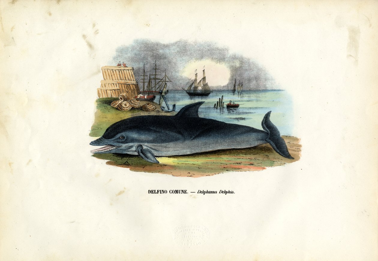 Gewone dolfijn, 1863-79 door Raimundo Petraroja