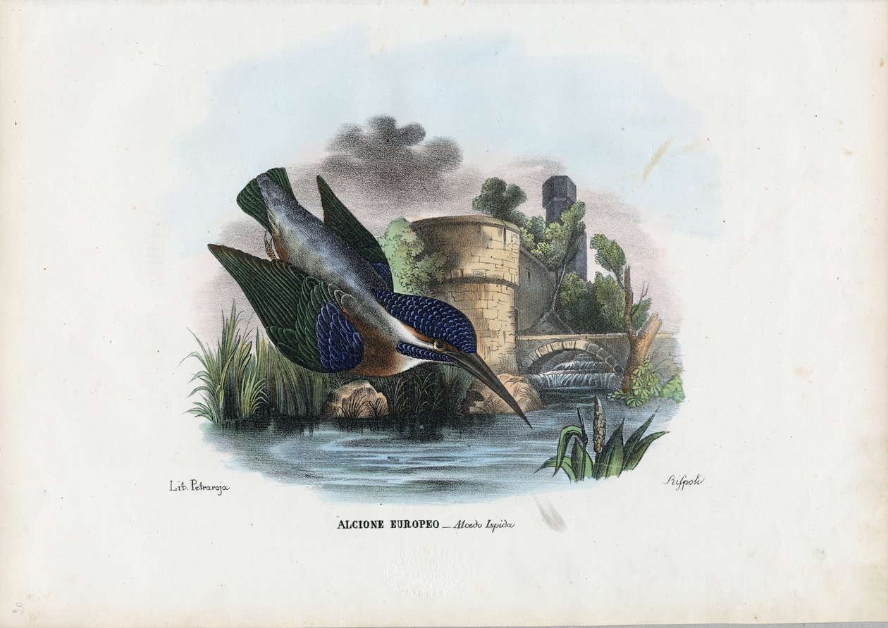 IJsvogel, 1863-79 door Raimundo Petraroja