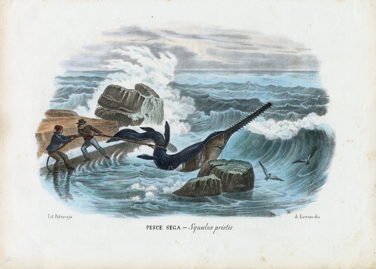 Gewone Zaagvis, 1863-79 door Raimundo Petraroja