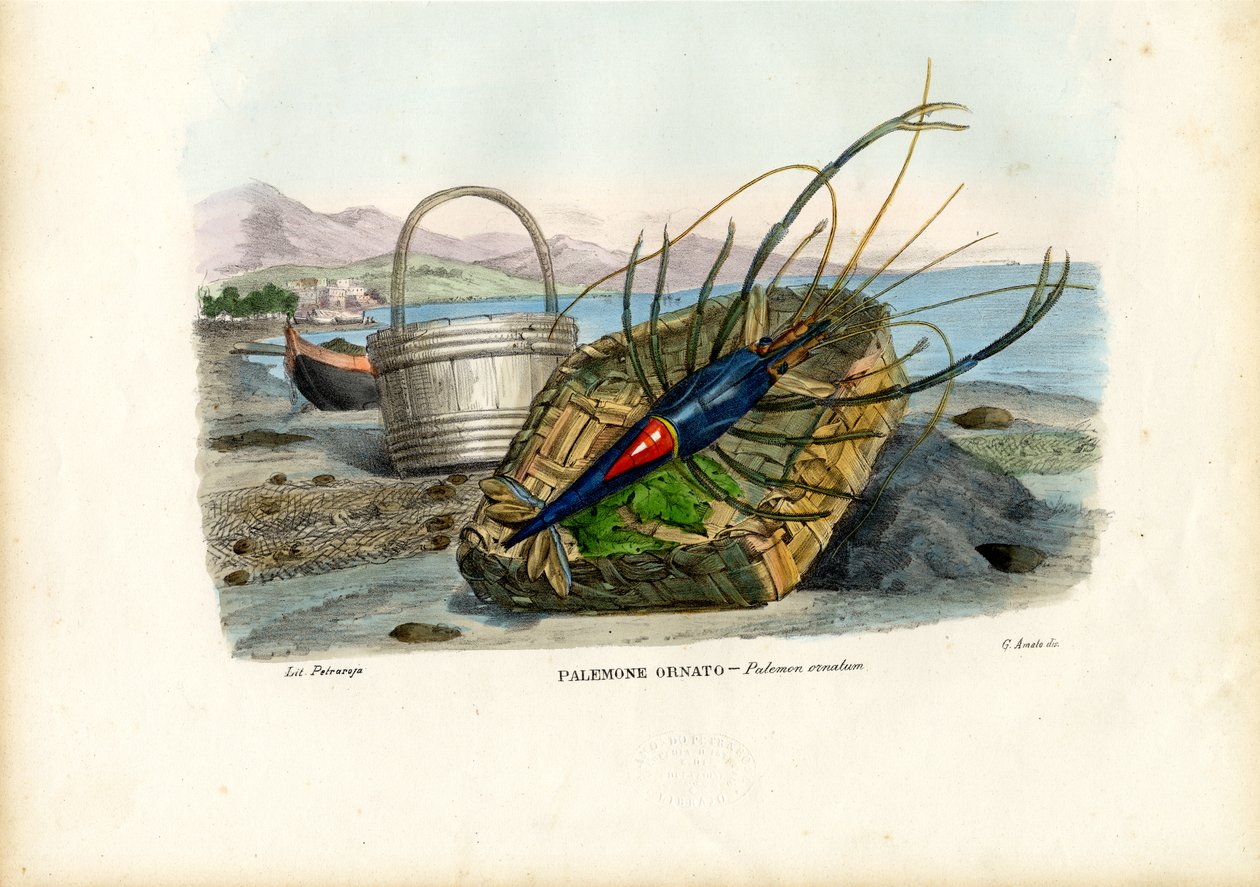 Schaaldieren, 1863-79 door Raimundo Petraroja