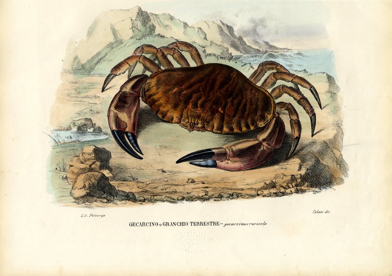 Schaaldieren, 1863-79 door Raimundo Petraroja