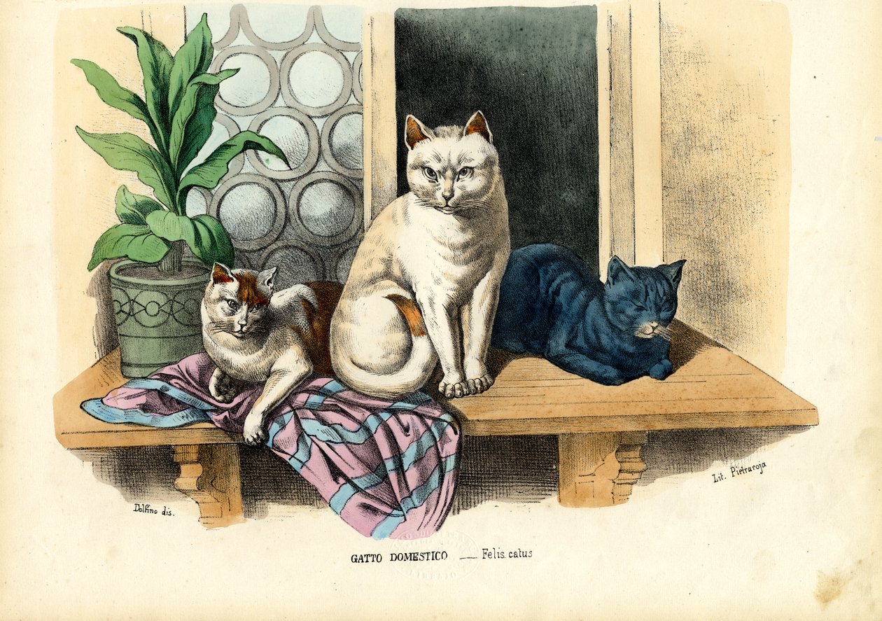Huiskat, 1863-79 door Raimundo Petraroja