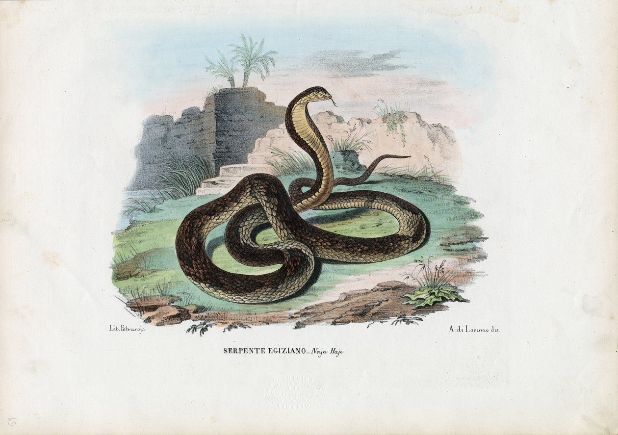 Egyptische cobra, 1863-79 door Raimundo Petraroja