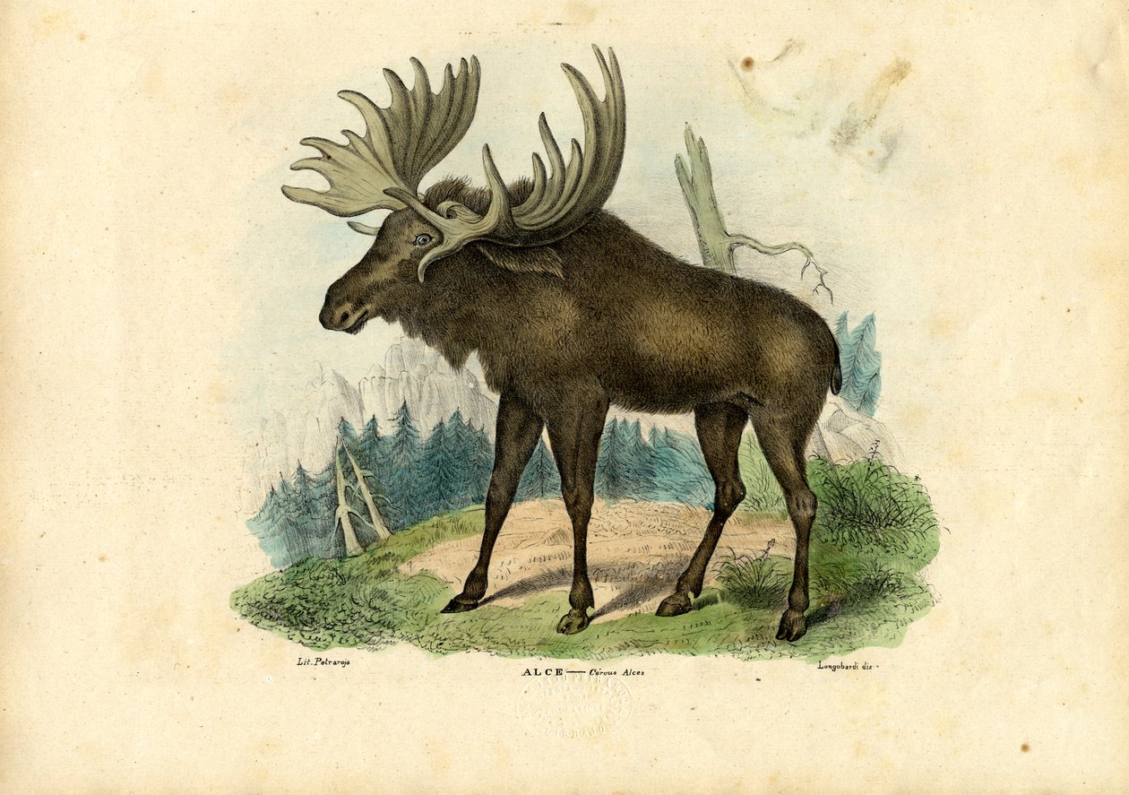 Eland, 1863-79 door Raimundo Petraroja