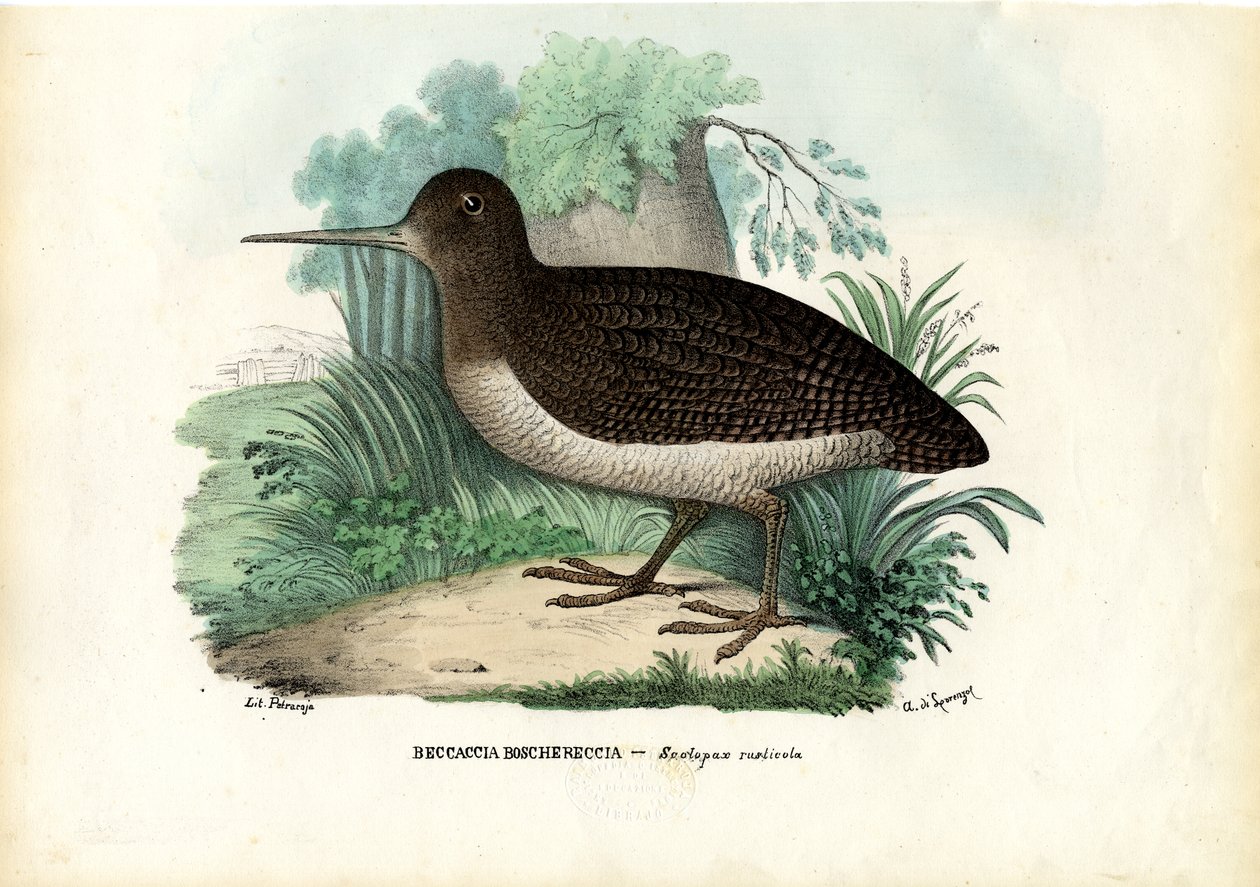 Euraziatische houtsnip, 1863-79 door Raimundo Petraroja