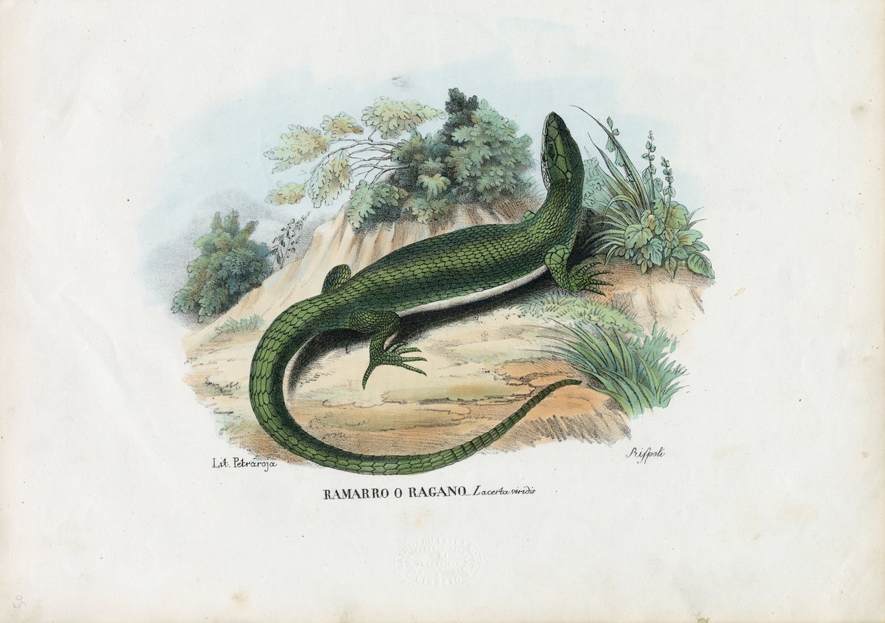 Europese Groene Hagedis, 1863-79 door Raimundo Petraroja