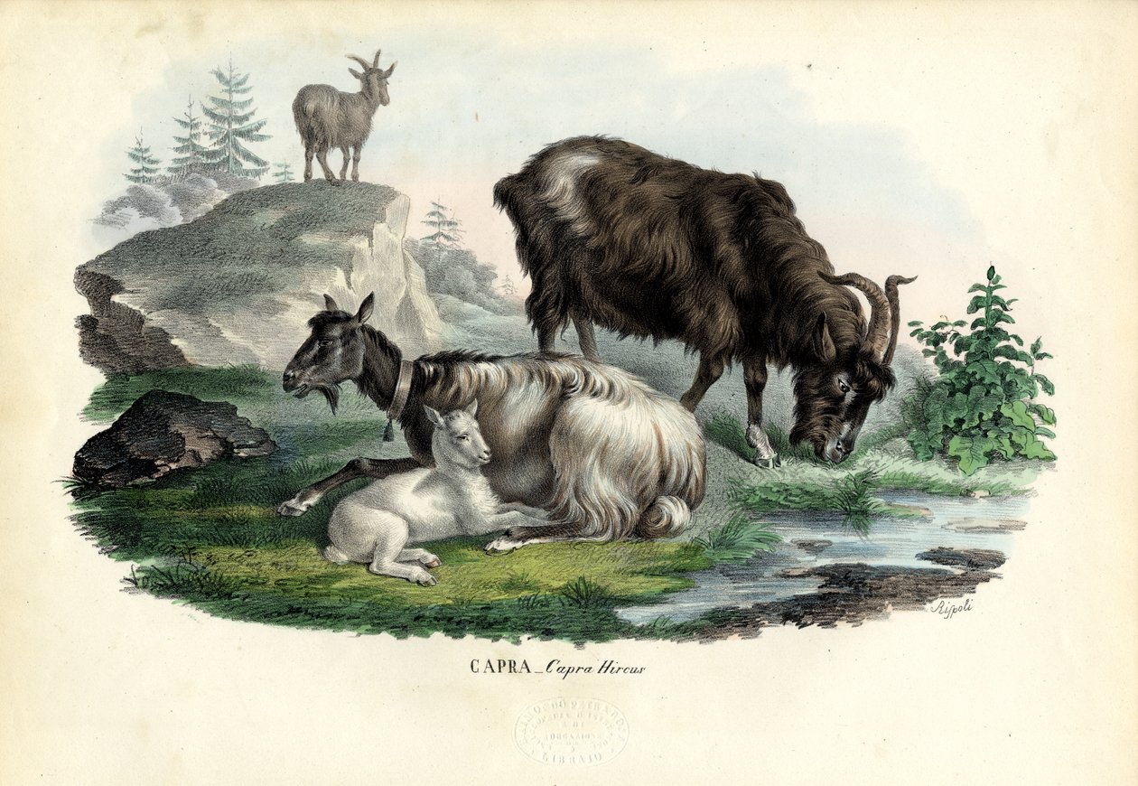 Wilde geit, 1863-79 door Raimundo Petraroja