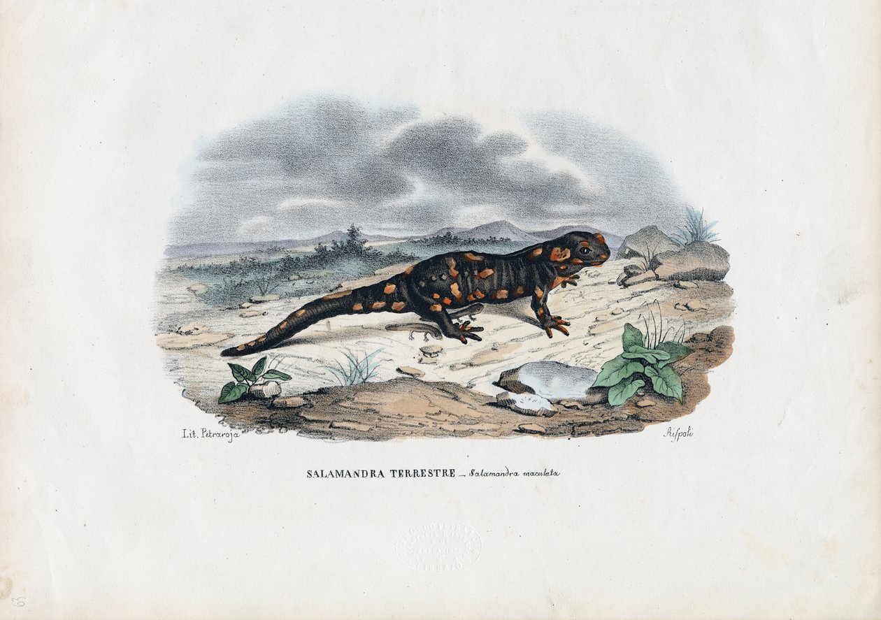 Vuursalamander, 1863-79 door Raimundo Petraroja