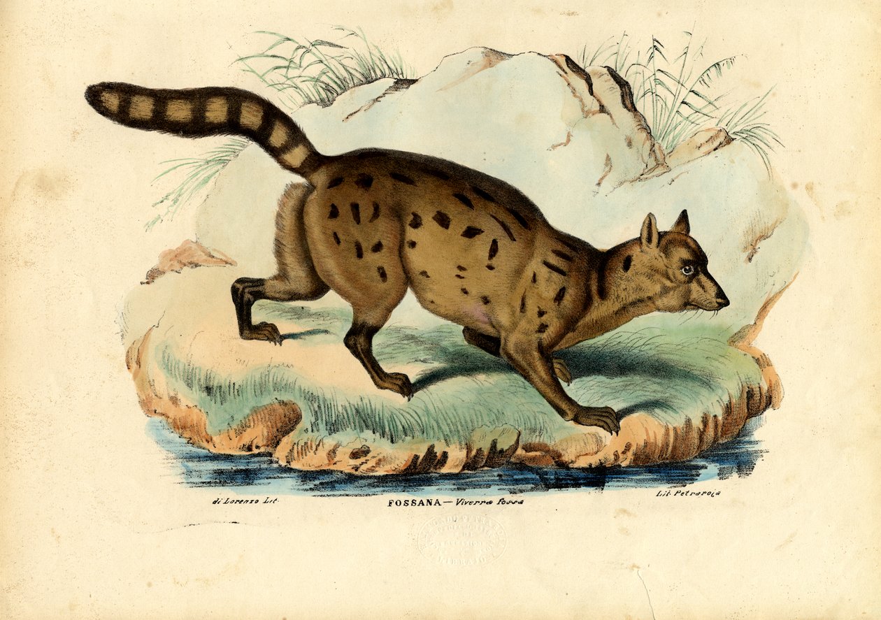 Fossa door Raimundo Petraroja
