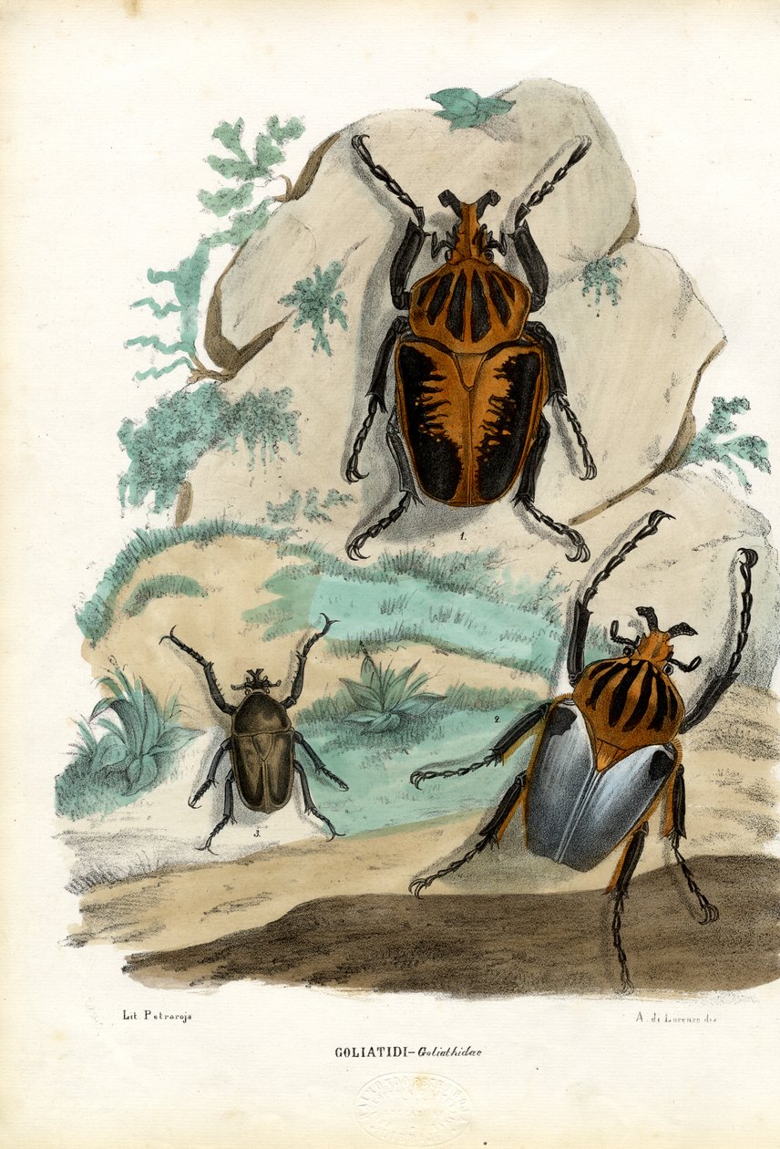 Goliathkevers, 1863-79 door Raimundo Petraroja
