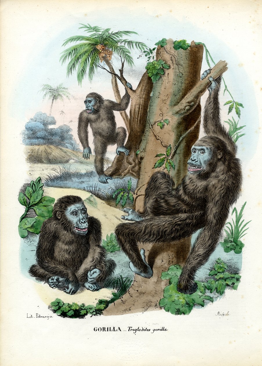 Gorilla door Raimundo Petraroja