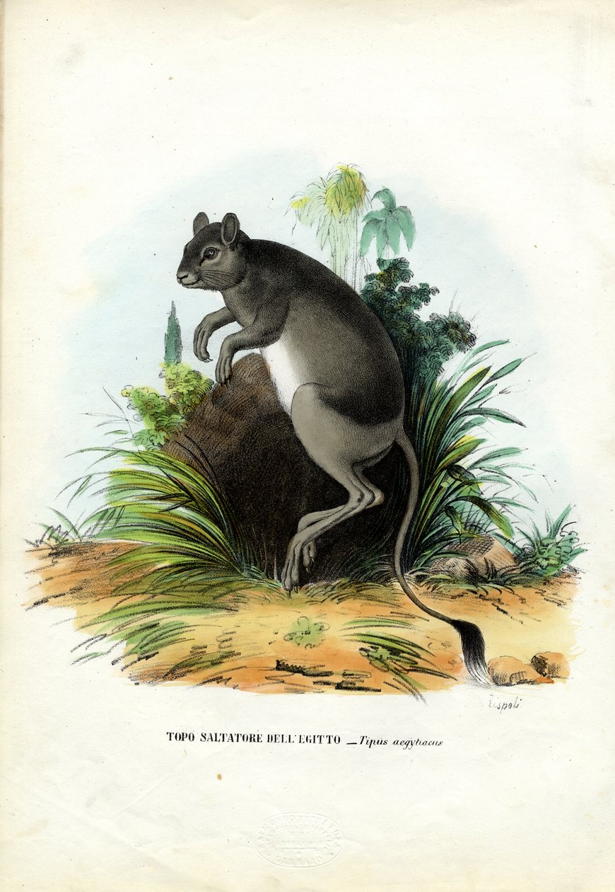Grote Egyptische Jerboa, 1863-79 door Raimundo Petraroja