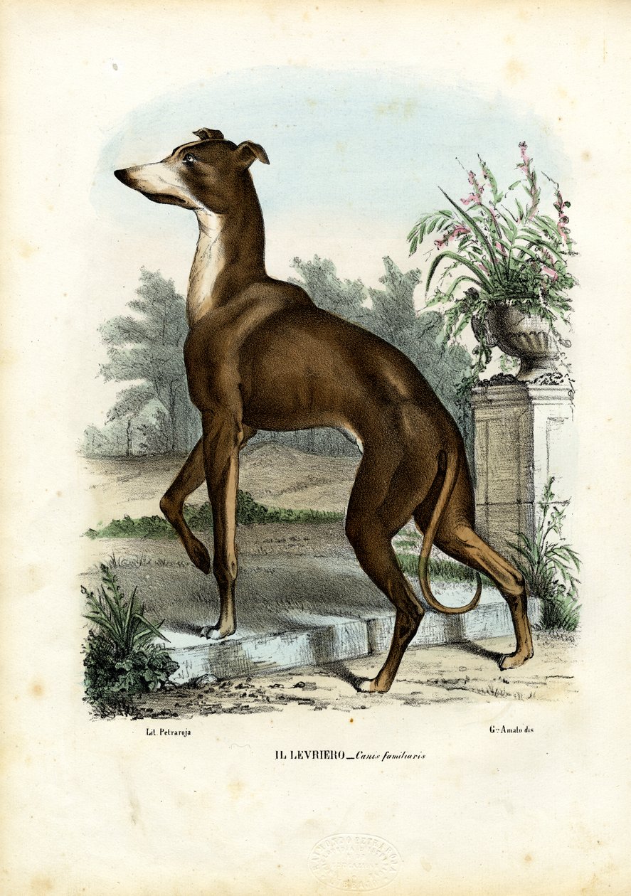Windhond, 1863-79 door Raimundo Petraroja