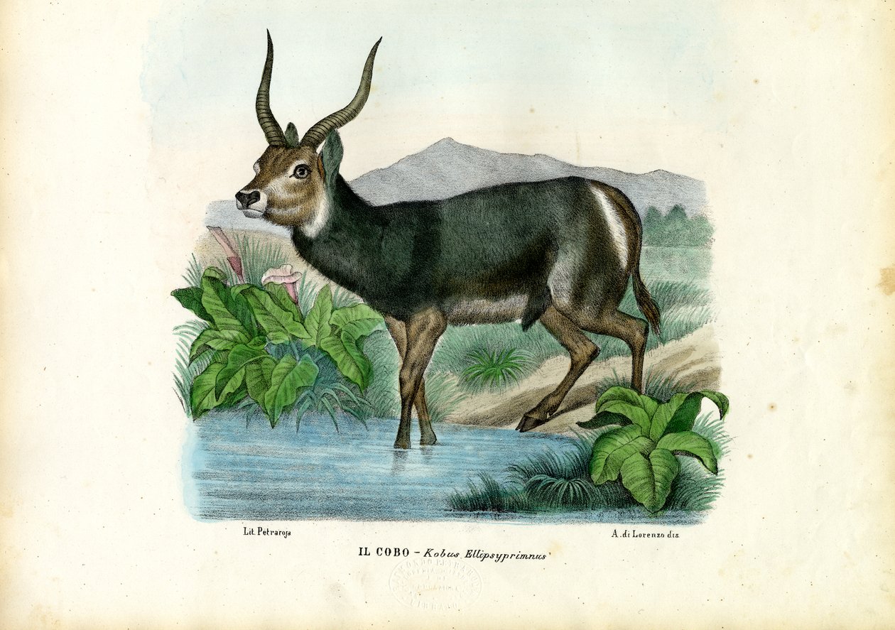 Kob, 1863-79 door Raimundo Petraroja