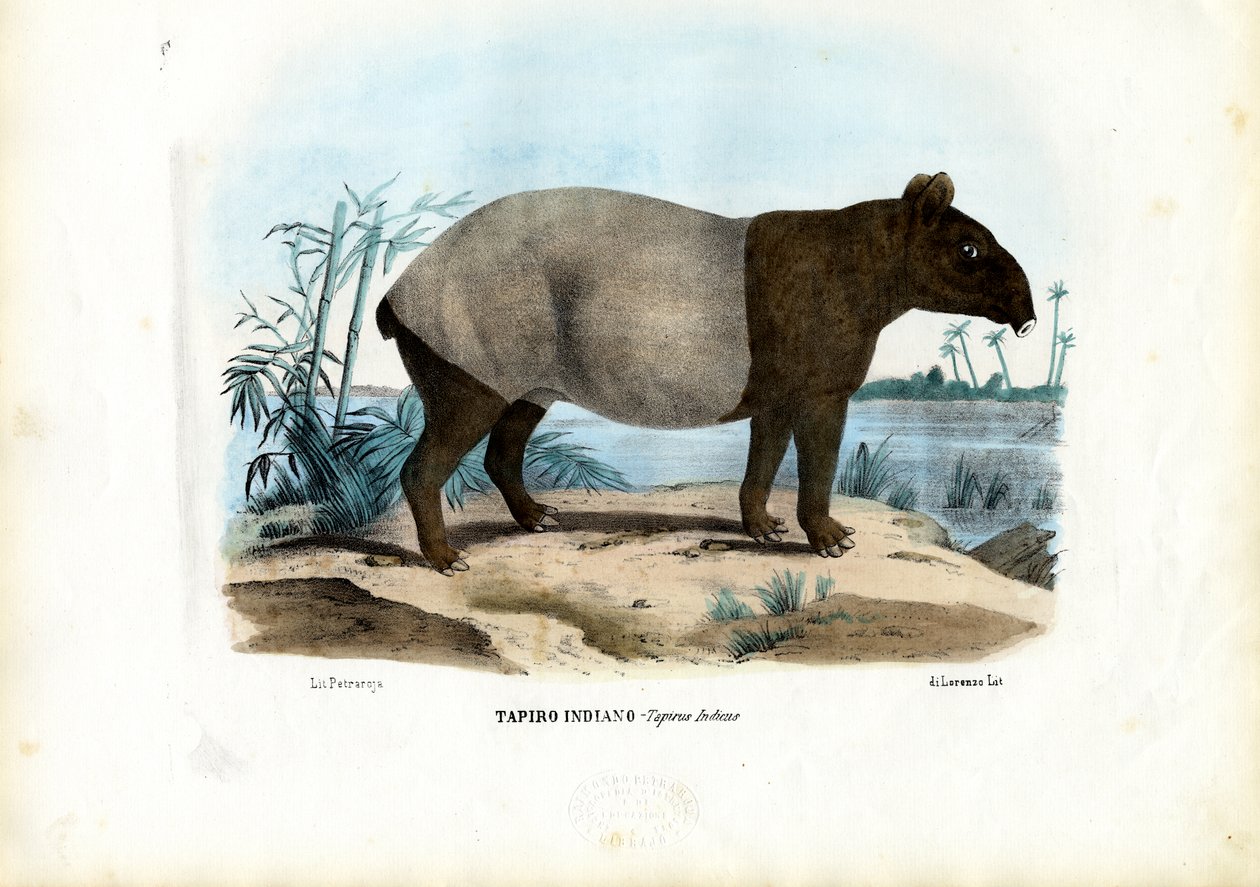 Maleise tapir door Raimundo Petraroja