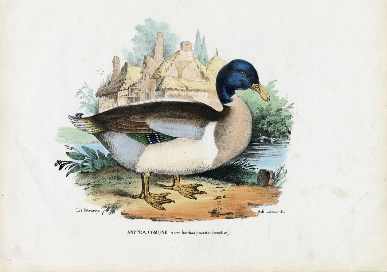 Wilde eend, 1863-79 door Raimundo Petraroja