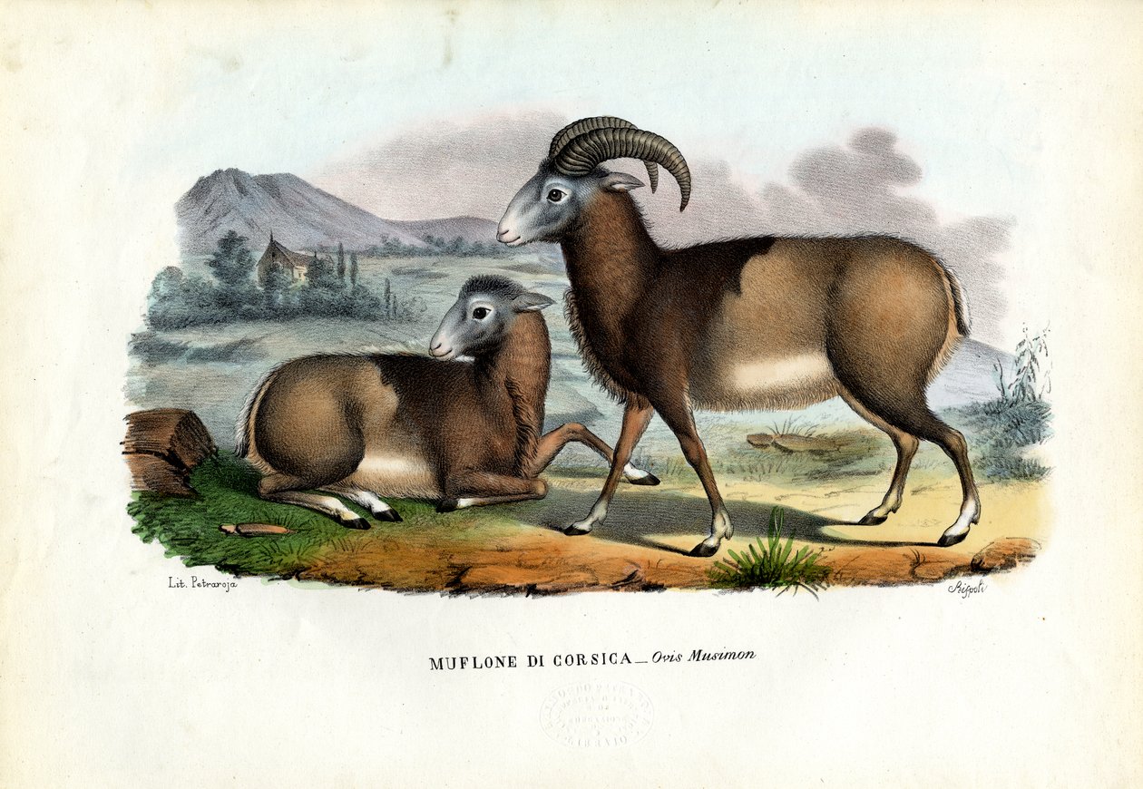 Mouflon, 1863-79 door Raimundo Petraroja