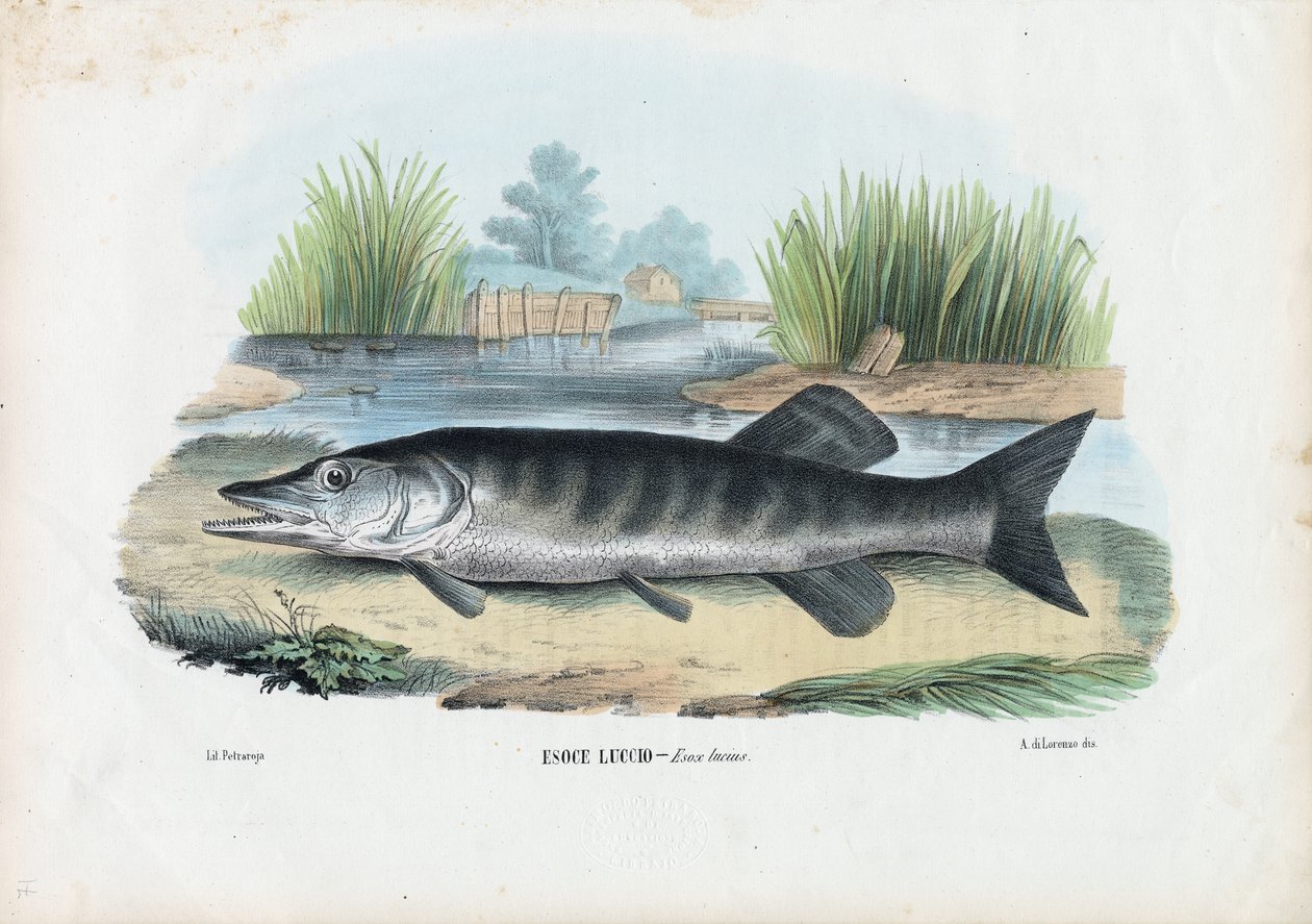 Noordelijke snoek, 1863-79 door Raimundo Petraroja