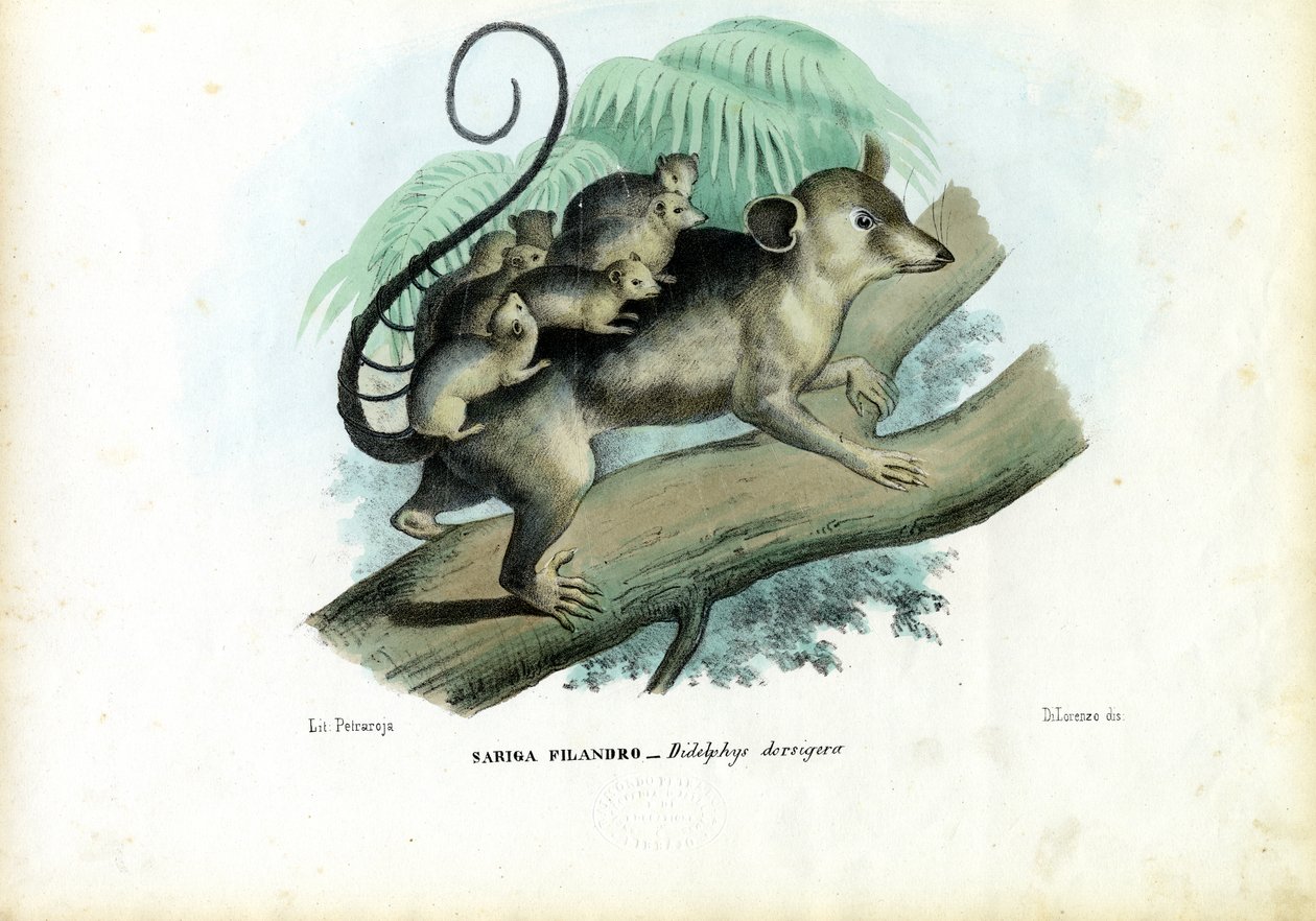 Opossum, 1863-79 door Raimundo Petraroja