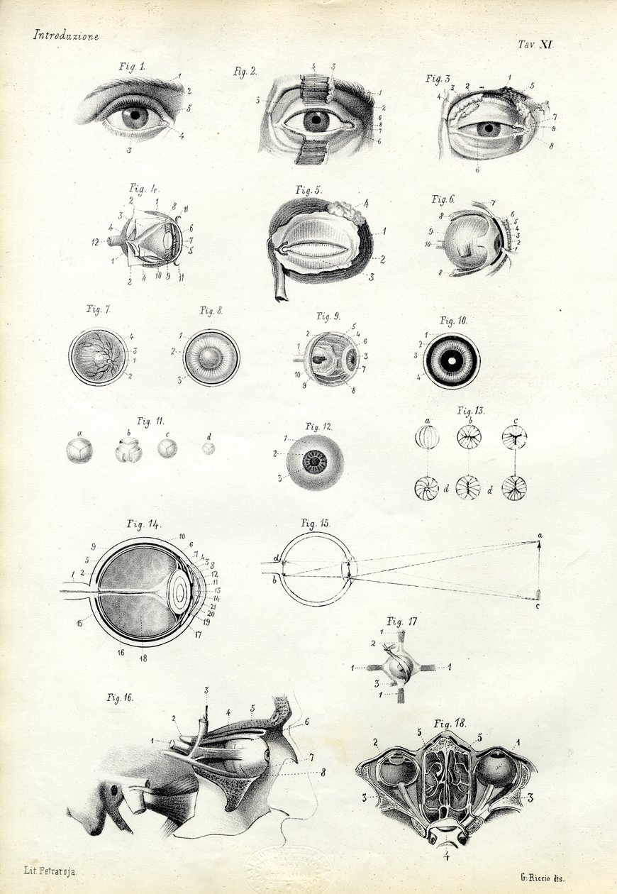 Orgaan van Zien, 1863-79 door Raimundo Petraroja