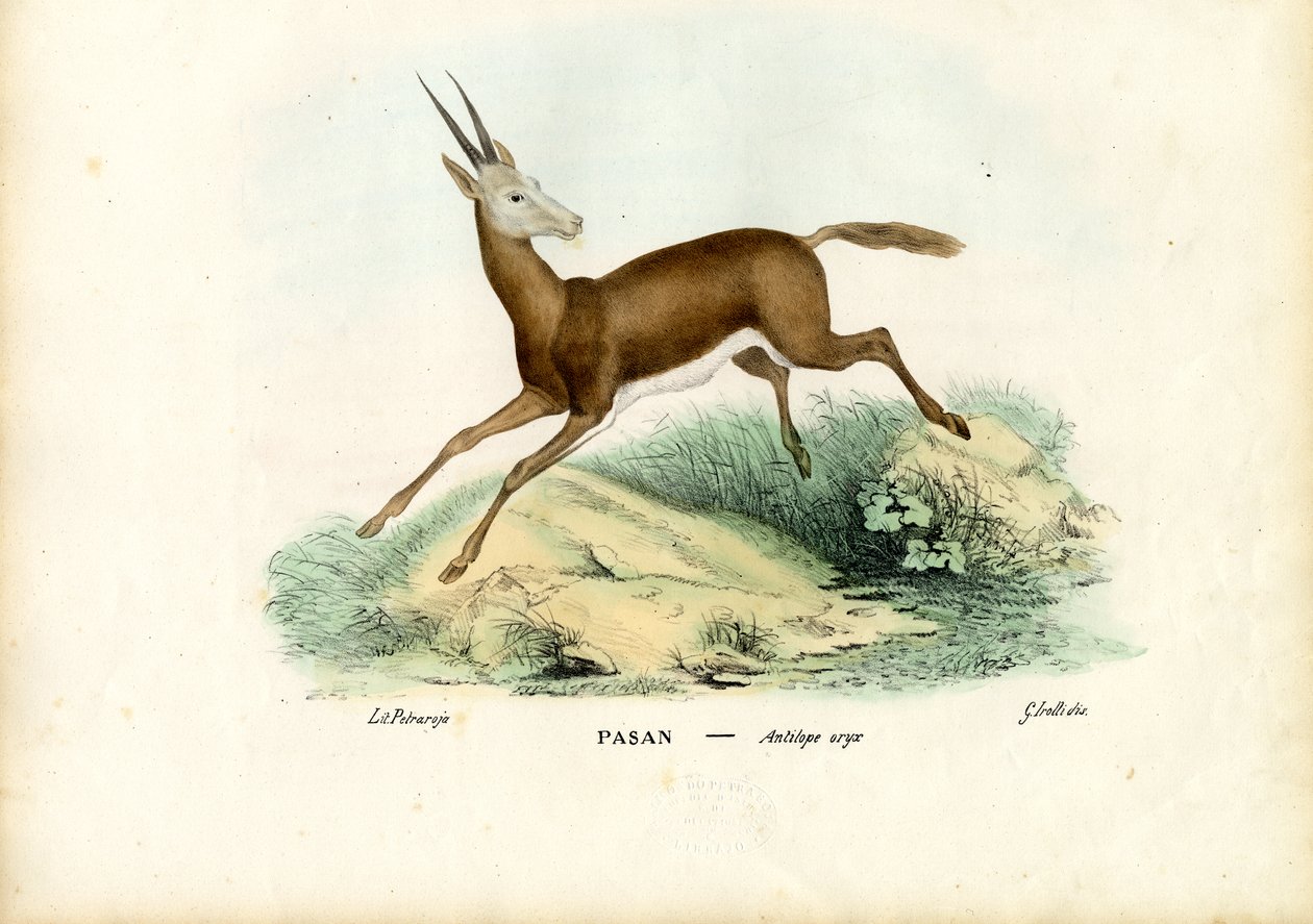 Oryx, 1863-79 door Raimundo Petraroja