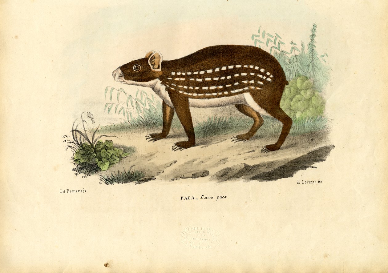 Paca, 1863-79 door Raimundo Petraroja