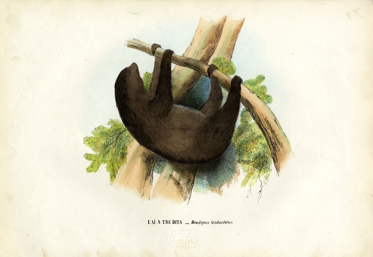 Bleekkeelsloth, 1863-79 door Raimundo Petraroja