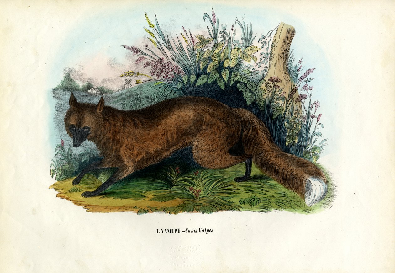 Rode vos, 1863-79 door Raimundo Petraroja