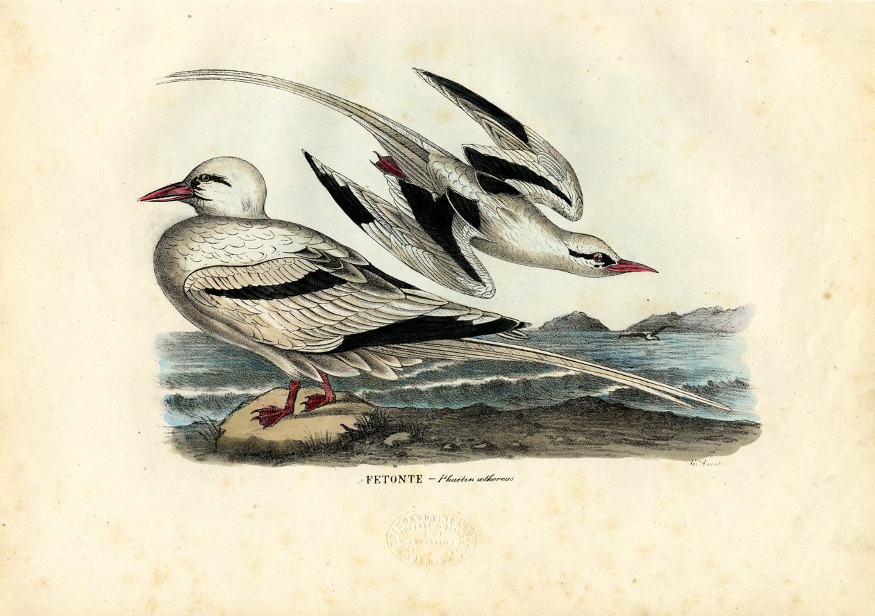 Roodbekkeerkringvogel, 1863-79 door Raimundo Petraroja