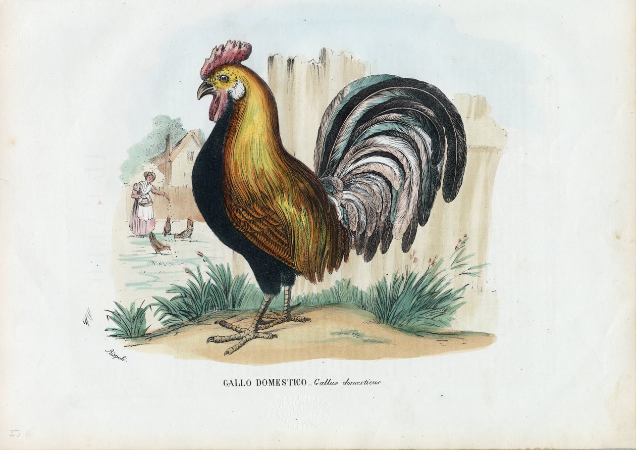 Haan, 1863-79 door Raimundo Petraroja