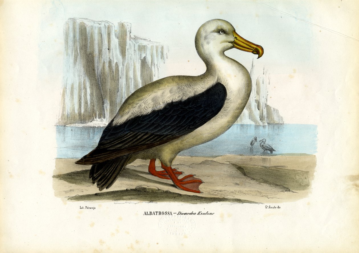Koninklijke Albatros, 1863-79 door Raimundo Petraroja