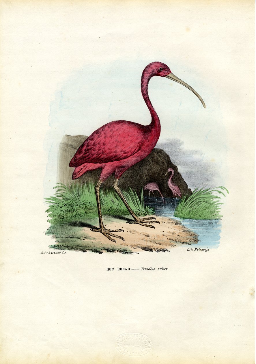 Rode Ibis, 1863-79 door Raimundo Petraroja