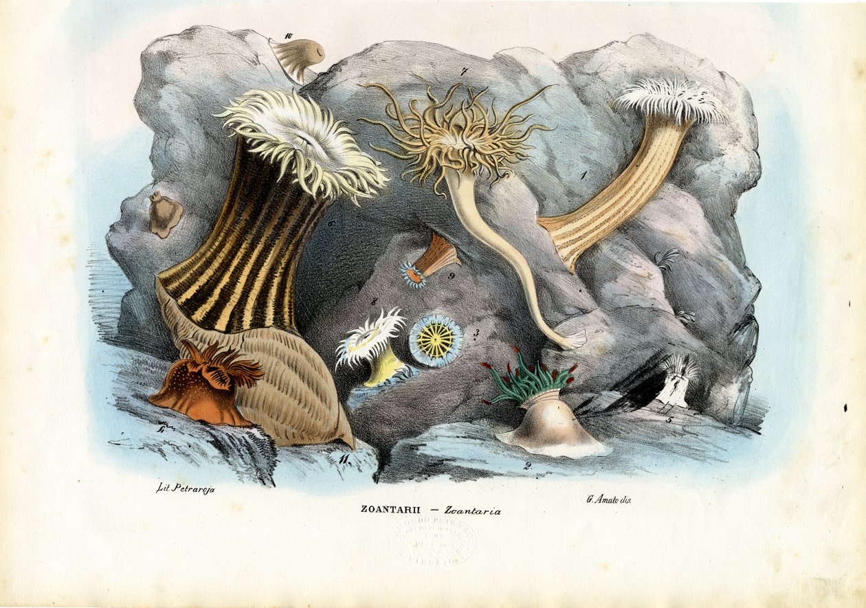 Zeeanemonen, 1863-79 door Raimundo Petraroja
