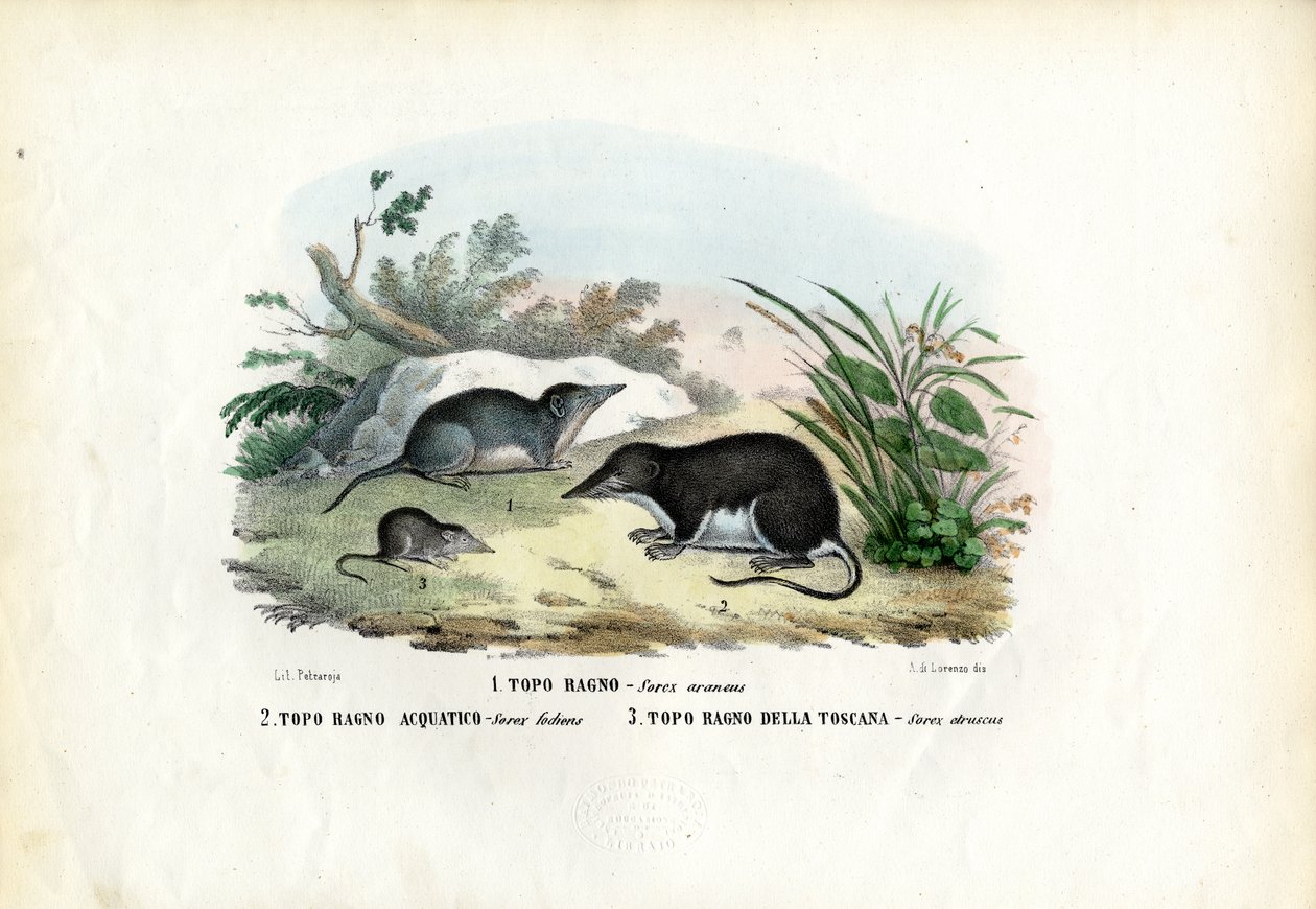Scherpslijper, 1863-79 door Raimundo Petraroja