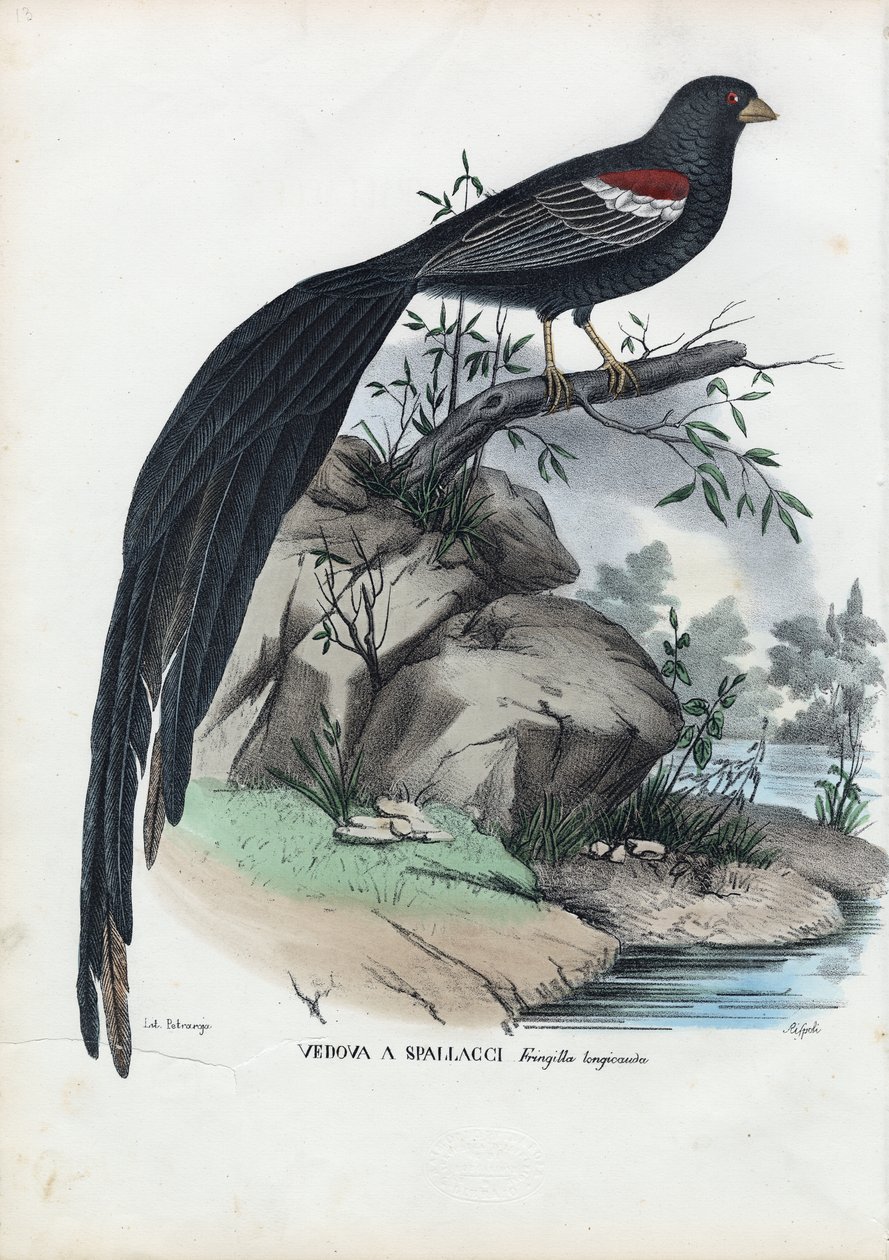 Siberische vink door Raimundo Petraroja