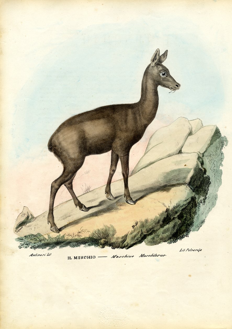 Siberische muskushert, 1863-79 door Raimundo Petraroja