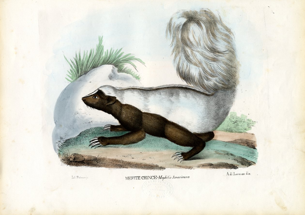Stinkdier, 1863-79 door Raimundo Petraroja