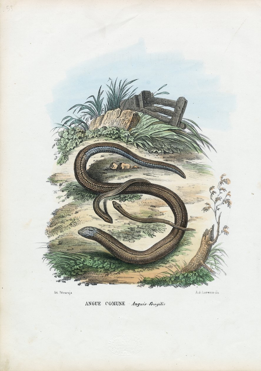 Hazelworm, 1863-79 door Raimundo Petraroja