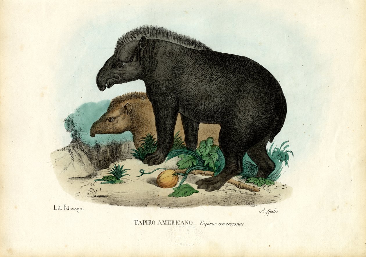 Zuid-Amerikaanse Tapir, 1863-79 door Raimundo Petraroja